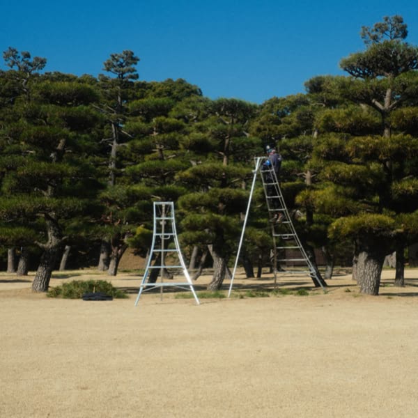 A ladder is leaning against a tree.
