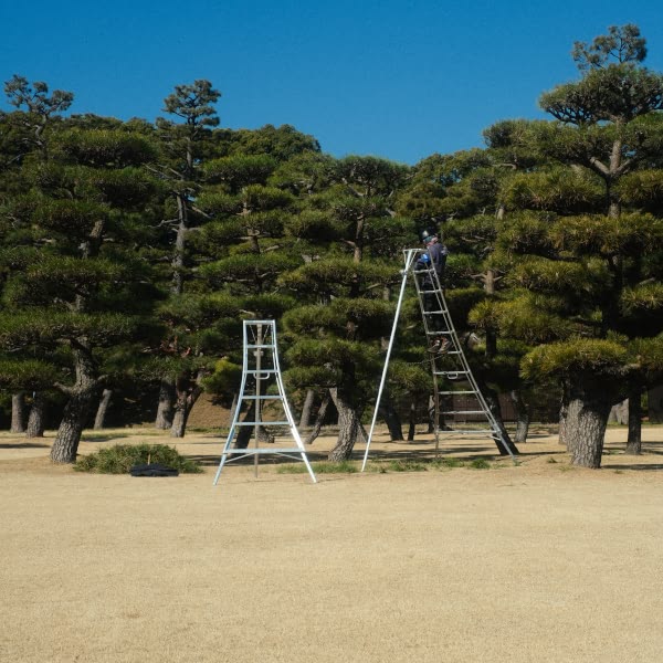 A ladder is leaning against a tree.