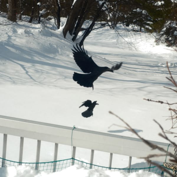 A black bird flying over a snowy ground.