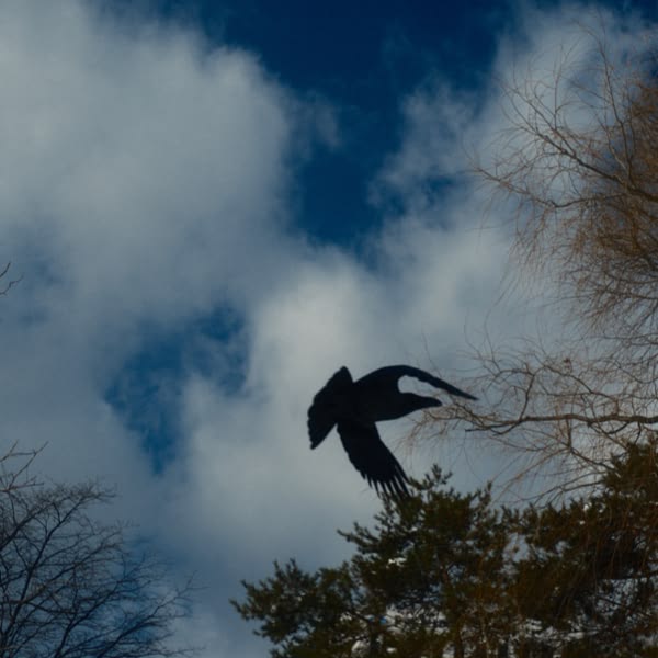 A black bird flying in the sky.