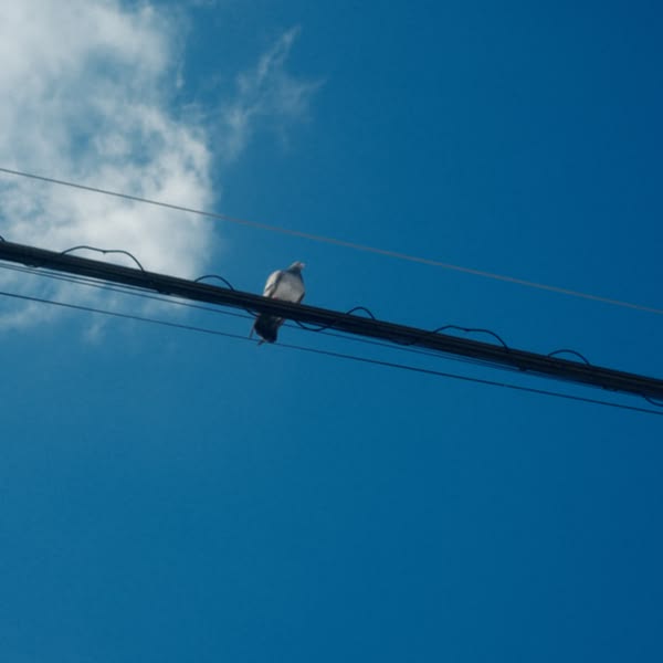 A bird perched on a wire.