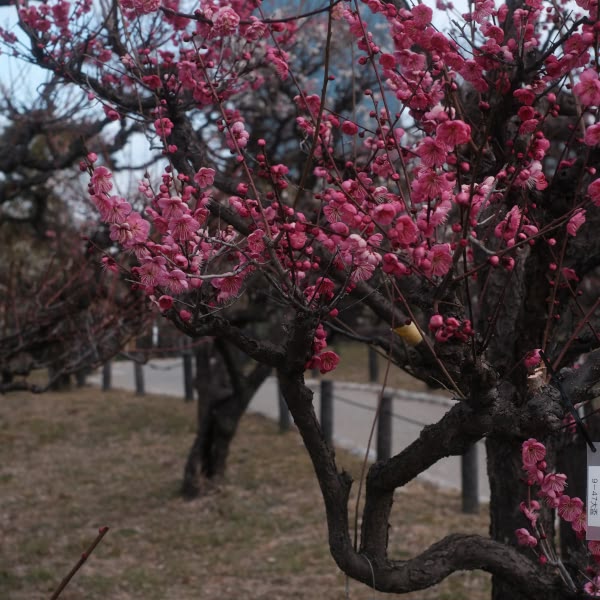 A tree with pink flowers.