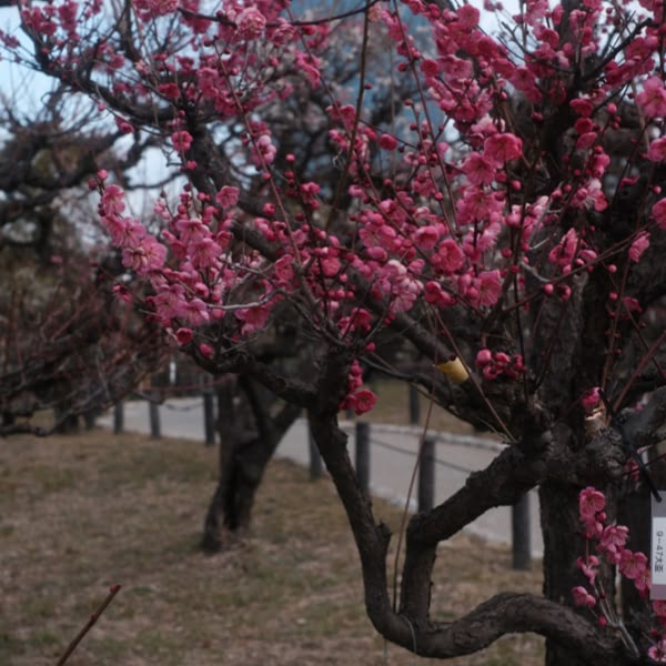 A tree with pink flowers.