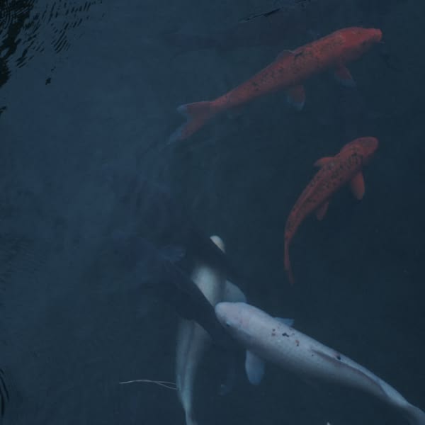A group of fish swimming in a pond.