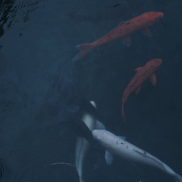 A group of fish swimming in a pond.