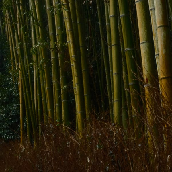 A row of bamboo trees.