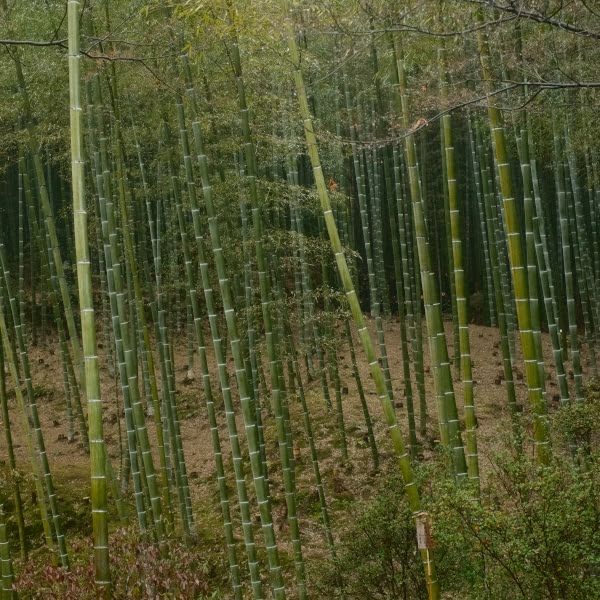 A forest of bamboo trees.