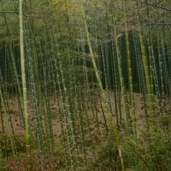 A forest of bamboo trees.