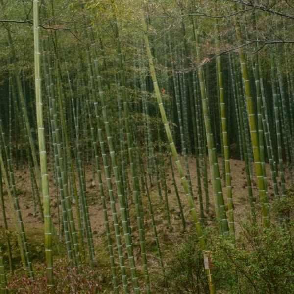 A forest of bamboo trees.